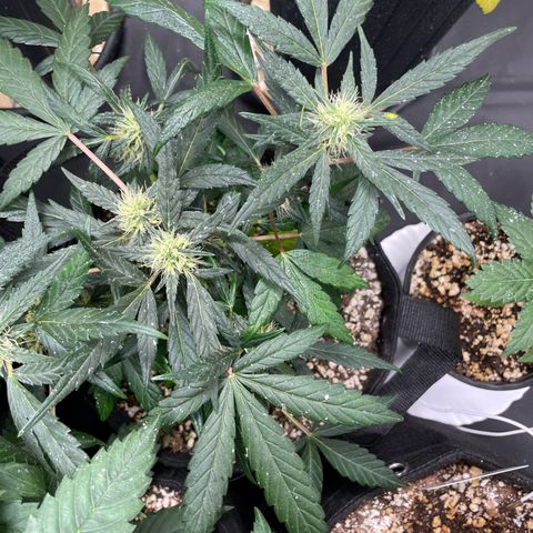 AK 47 growlog timeline photo