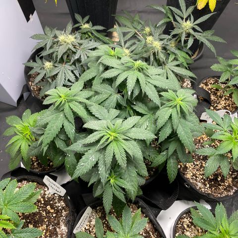 AK 47 growlog timeline photo