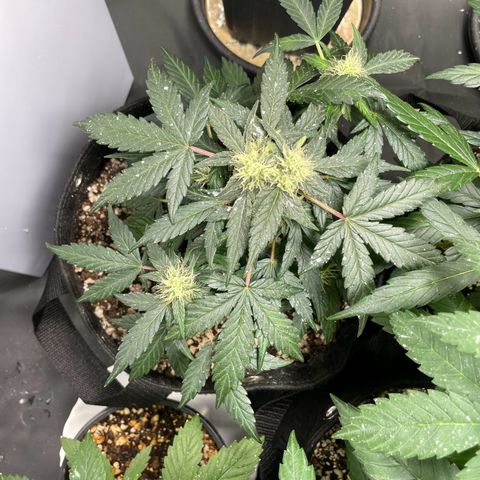 AK 47 growlog timeline photo