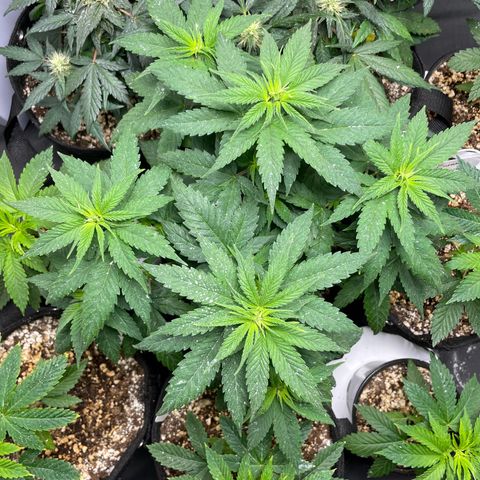AK 47 growlog timeline photo