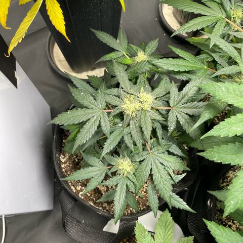 AK 47 growlog timeline photo