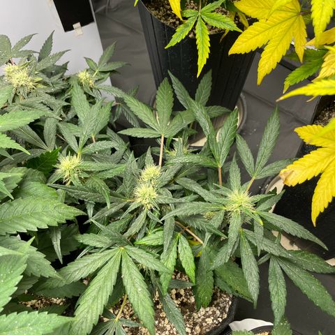 AK 47 growlog timeline photo