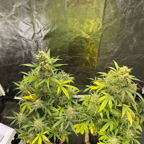 Super Skunk Speed Race growlog timeline photo