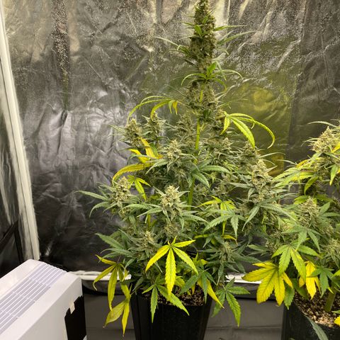 Super Skunk Speed Race growlog timeline photo