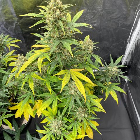Super Skunk Speed Race growlog timeline photo