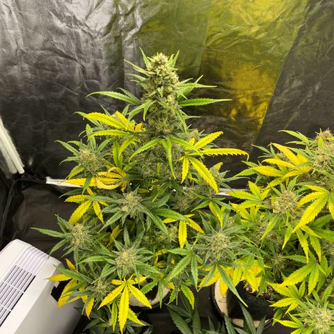 Super Skunk Speed Race growlog timeline photo
