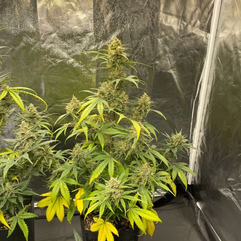 Super Skunk Speed Race growlog timeline photo