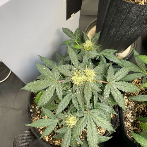 AK 47 growlog timeline photo