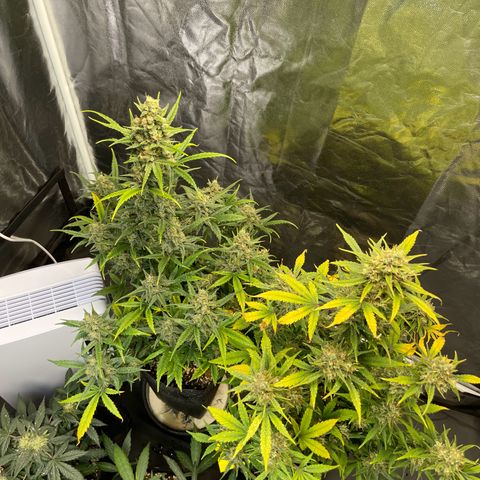 Super Skunk Speed Race growlog timeline photo