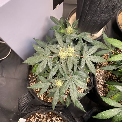 AK 47 growlog timeline photo
