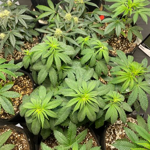 AK 47 growlog timeline photo