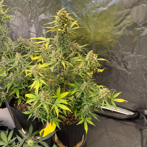 Super Skunk Speed Race growlog timeline photo