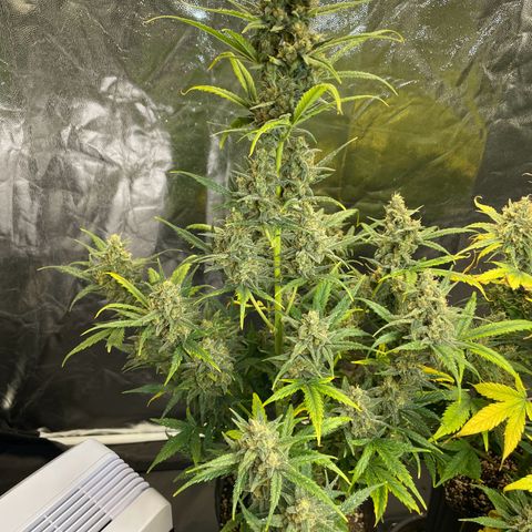 Super Skunk Speed Race growlog timeline photo