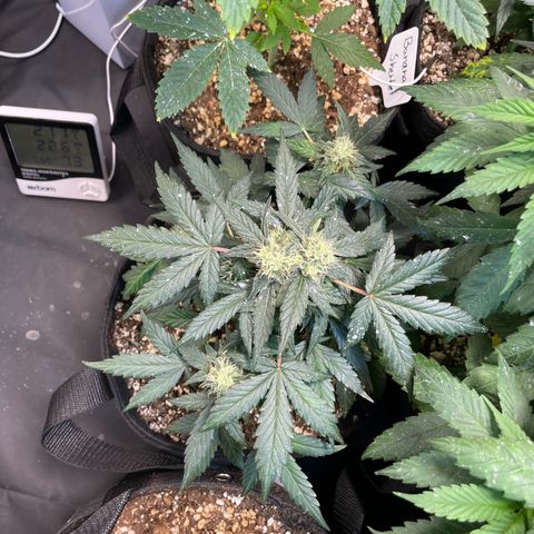 AK 47 growlog timeline photo