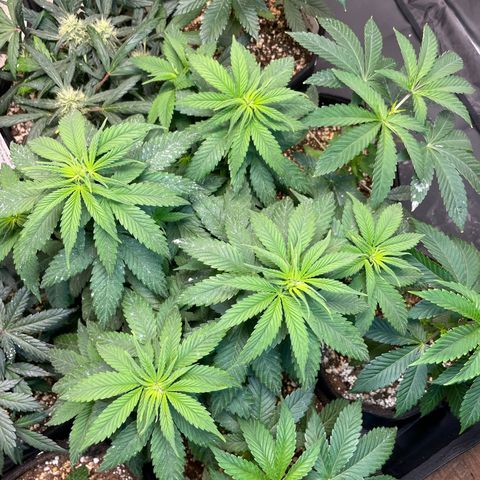 AK 47 growlog timeline photo