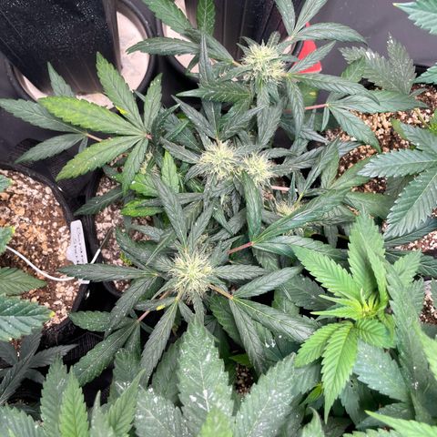AK 47 growlog timeline photo