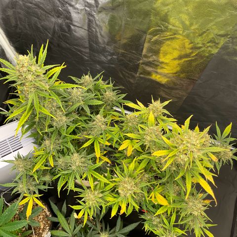 Super Skunk Speed Race growlog timeline photo