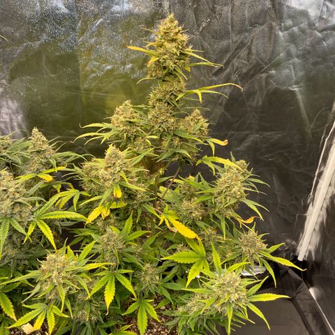 Super Skunk Speed Race growlog timeline photo