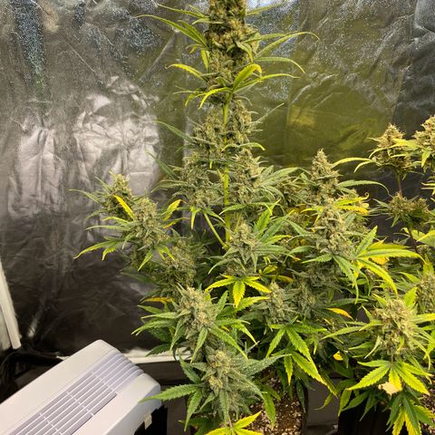 Super Skunk Speed Race growlog timeline photo