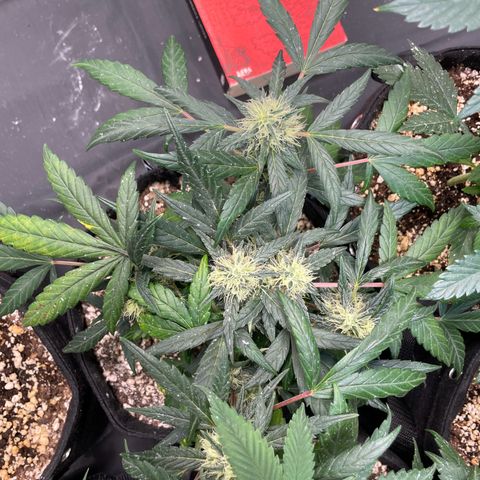 AK 47 growlog timeline photo