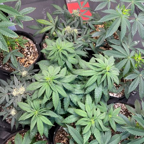 AK 47 growlog timeline photo