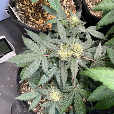AK 47 growlog timeline photo