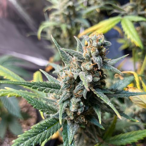 Super Skunk Speed Race growlog timeline photo