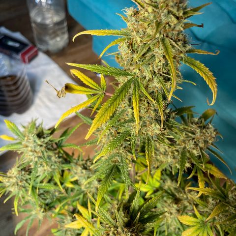 Super Skunk Speed Race growlog timeline photo