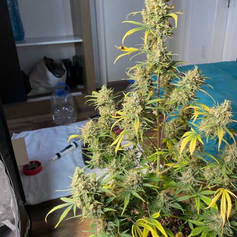 Super Skunk Speed Race growlog timeline photo