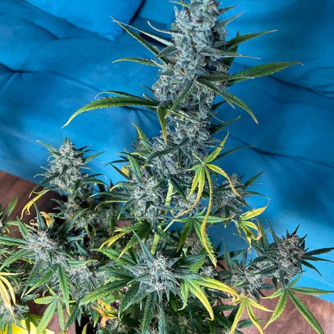 Super Skunk Speed Race growlog timeline photo
