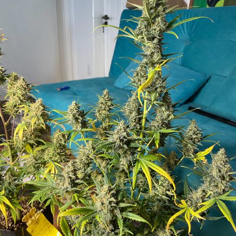 Super Skunk Speed Race growlog timeline photo