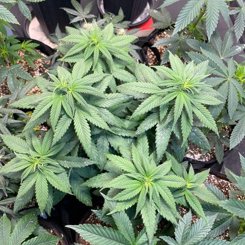 AK 47 growlog timeline photo