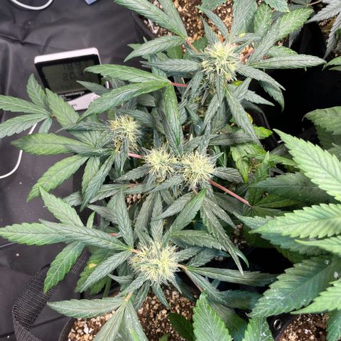 AK 47 growlog timeline photo