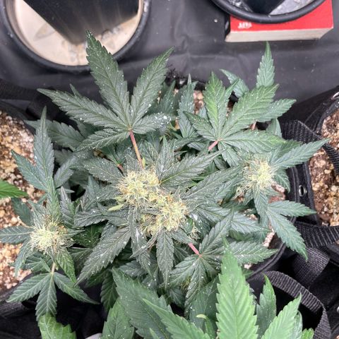 AK 47 growlog timeline photo