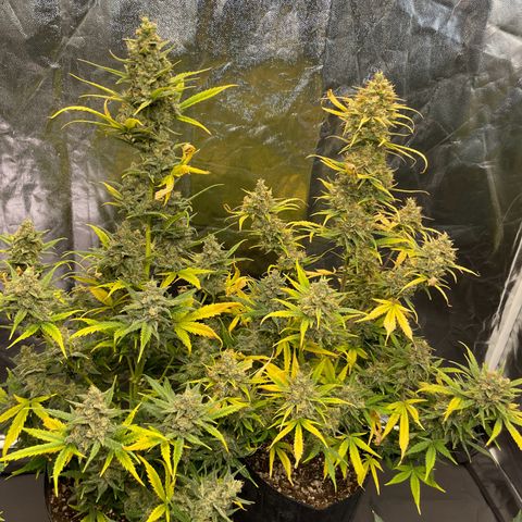 Super Skunk Speed Race growlog timeline photo