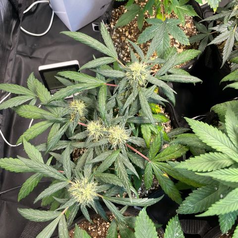 AK 47 growlog timeline photo