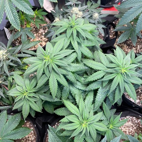 AK 47 growlog timeline photo