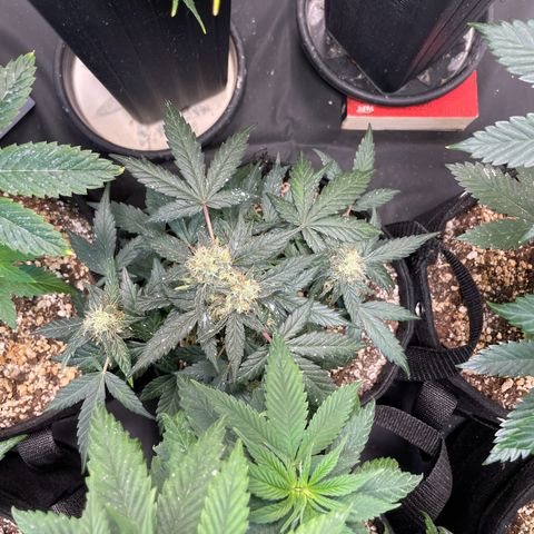 AK 47 growlog timeline photo