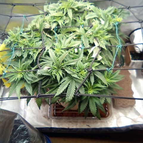 Zombie Death Fuck growlog timeline photo