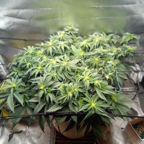 Zombie Death Fuck growlog timeline photo