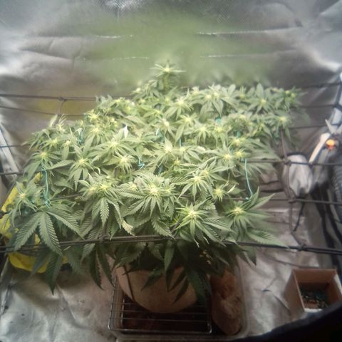 Zombie Death Fuck growlog timeline photo