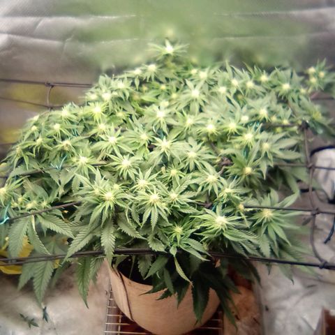 Zombie Death Fuck growlog timeline photo