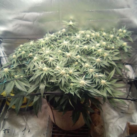 Zombie Death Fuck growlog timeline photo