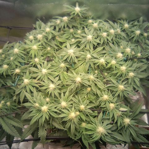 Zombie Death Fuck growlog timeline photo