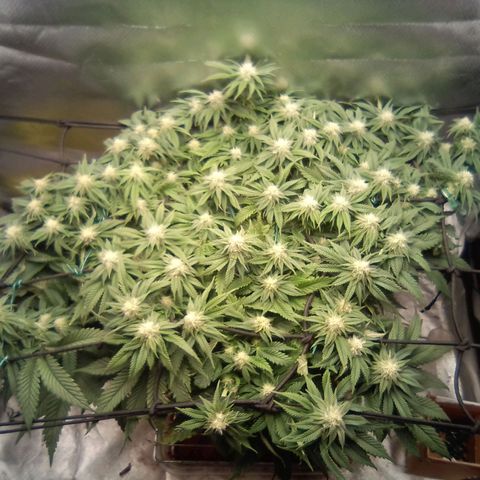 Zombie Death Fuck growlog timeline photo