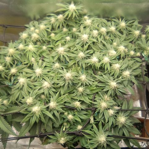 Zombie Death Fuck growlog timeline photo