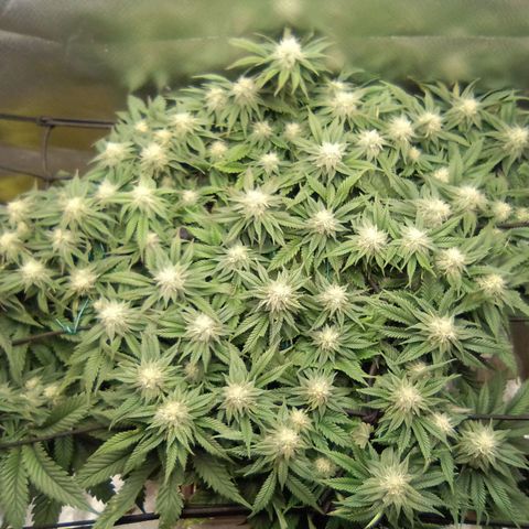 Zombie Death Fuck growlog timeline photo