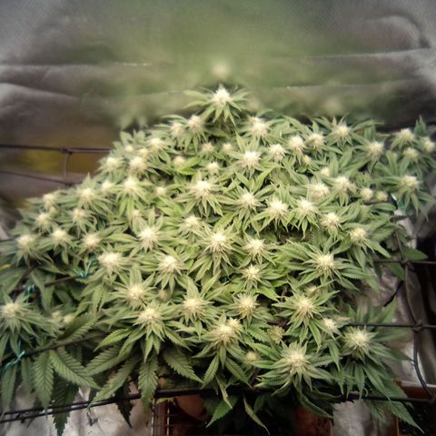 Zombie Death Fuck growlog timeline photo