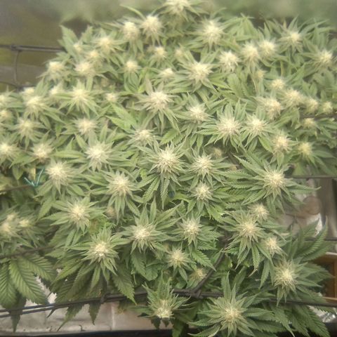 Zombie Death Fuck growlog timeline photo