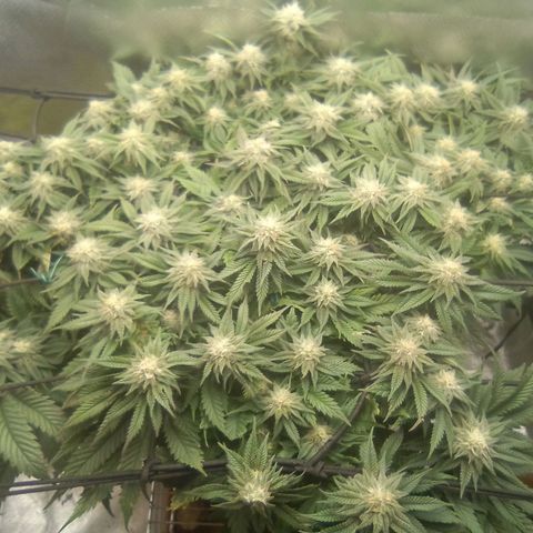 Zombie Death Fuck growlog timeline photo